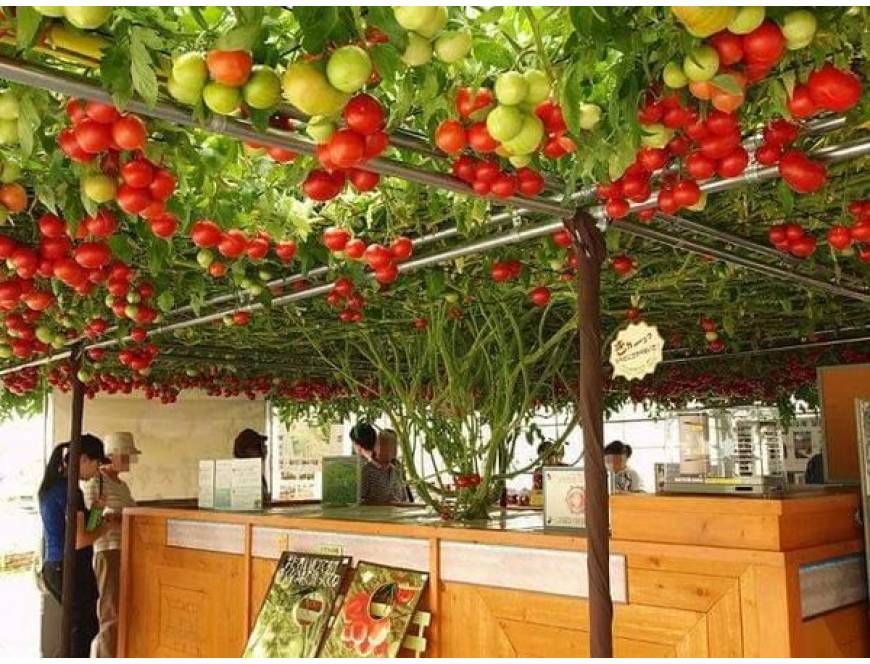 Hạt giống Cà chua bạch tuộc F1 gói 4 hạt đảm bảo nảy mầm - Ảnh 1